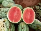 MELON MARIDADI