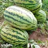 MELON FAHARI