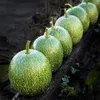 SQUASH