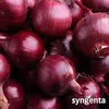 ONION AFRICA RED