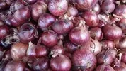 ONION RUSSET