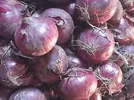 ONION REDCOACH
