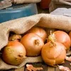 ONION CHAMPION
