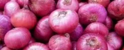 NEPTUNE ONION