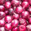 ONION MALBEC