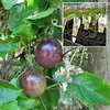 NON-GRAFTED PURPLE PASSION