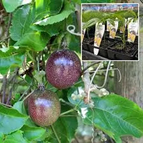 NON-GRAFTED PURPLE PASSION