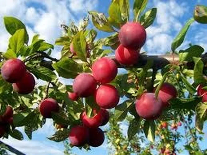 PLUMS