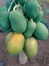 MALKIA PAWPAW
