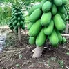 CALINA PAWPAW