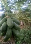VEGA PAWPAW
