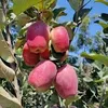 LOQUATS TO APPLE GRAFT