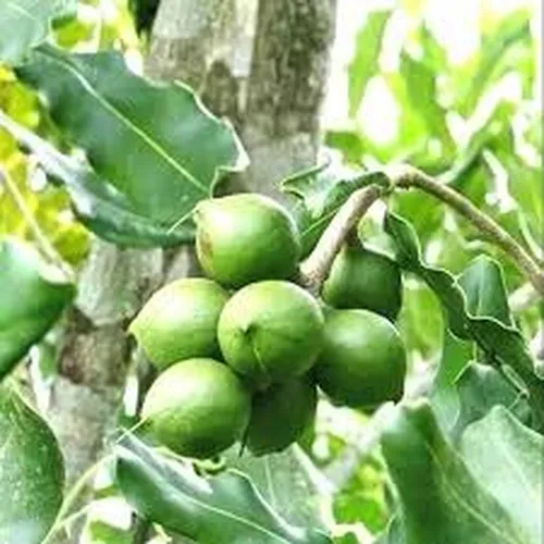 MACADAMIA M20
