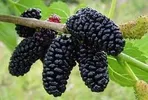 MULBERRY