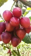 NON-GRAFTED TREE TOMATO(RIBENA)