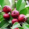CHERRY GUAVA