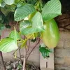 GIANT PASSION