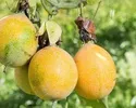 SWEET GRANADILLA PASSION