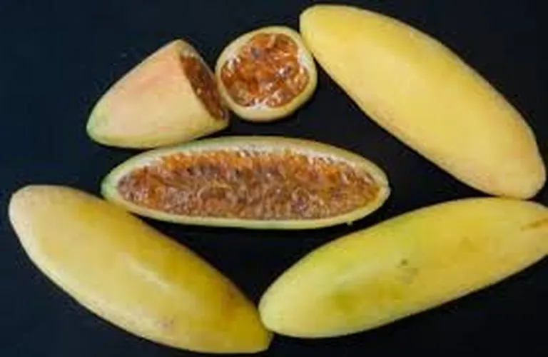 BANANA PASSION