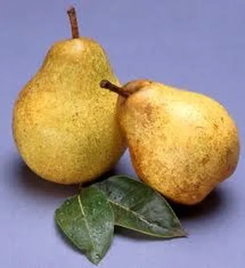 PEARS