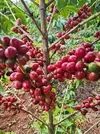 GRAFTED COFFEE RUIRU 11