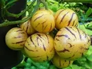 PEPINO MELON