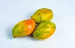 NGOE MANGO