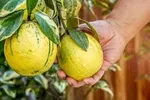 VARIEGATED LEMON