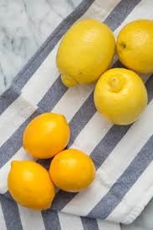 MEYER LEMON