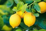 CITRUS LEMON