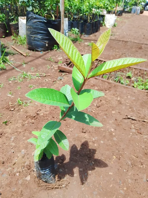 WHITE GUAVAS (Small)
