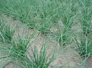 CHIVES PRAQUE