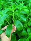 STEVIA