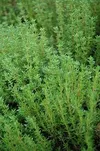 COMMON THYME