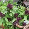 THAI BASIL