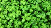 SWEET BASIL