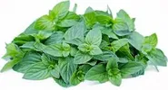 MINT BASIL