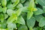 CATNIP