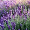 ENGLISH LAVENDER