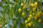 NEEM