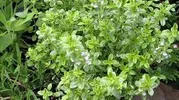 LEMON THYME