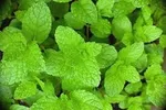 SWEET MINT
