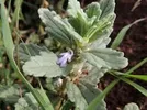 AJUGA REMOTA