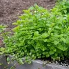 MINT ORANGE