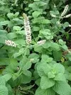 TROPICAL MINT