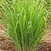 LEMON GRASS