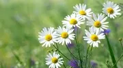 CHAMOMILE