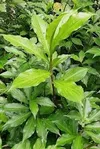 INSULIN PLANT