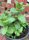 SUPER MINT
