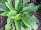 COMFREY